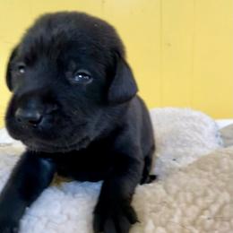 Saguaro - Black male Labrador Retriever puppy in Mineral, Virginia from Canine Assist
