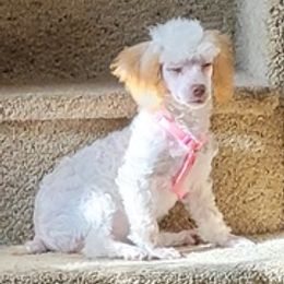 Poodles from Oodlesofpoodles