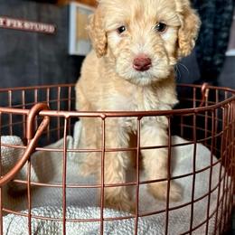 Goldendoodle Puppies from 24 Karat Doodles