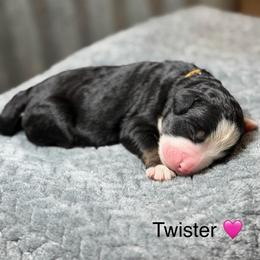 Twister - Tri-color female Bernedoodle puppy in El Campo, Texas from Little Fur Friends Bernedoodles