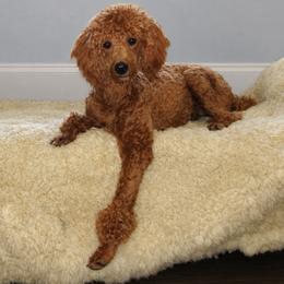 Callie - Poodle