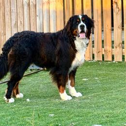 Apollo - Bernese Mountain Dog