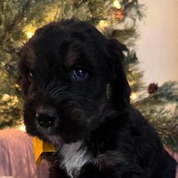 Yellow - Tri-color female Bernedoodle puppy in Toledo, Ohio from Avery Doodle Day LLC