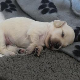 AKC Cream Girl - Cream female Dachshund puppy in Plant City, Florida from Oakley's Dachshund Ranch