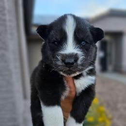 Giyu - Black and white male Siberian Husky puppy in Buckeye, Arizona from Anime Huskies