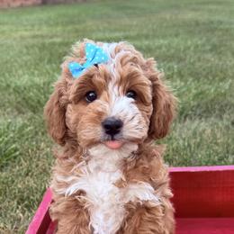 Lennon - Apricot female Goldendoodle puppy in Huntington, Utah from Krispydoodle
