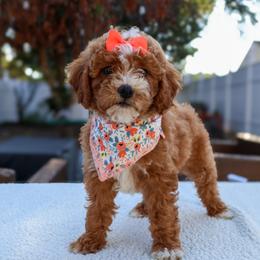 Nova - Red female Cavapoo puppy in Apopka, Florida from Rae Precious Puppies