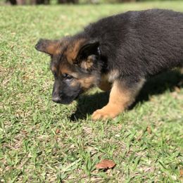 German Shepherd Puppies from Zwinger vom Schneider Wald
