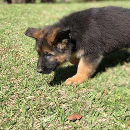 German Shepherd Puppies from Zwinger vom Schneider Wald