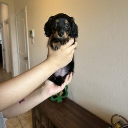 Pink Collar Miss Sweet Dill KLARNA AVAILABLE - Black and tan female Dachshund puppy in Hutto, Texas from R.G. Dachshunds