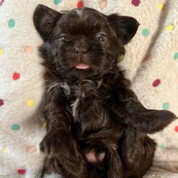 MrBeast - Liver male Shih Tzu puppy in Kodak, Tennessee from Cutshall Babies