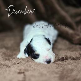 December - Black and white female Bernedoodle puppy in Cleveland, Georgia from Jam's Doodles And Poodles
