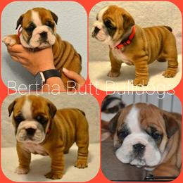 Bulldog Puppies from Bertha Butt Bulldogs