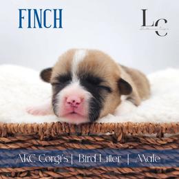 Finch - Red male Pembroke Welsh Corgi puppy in Pine Village, Indiana from NL Horsemanship