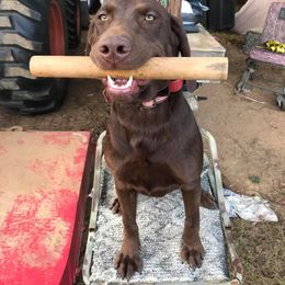 Labrador Retriever Puppies from Coosa River Retrievers