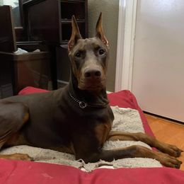 Doberman Pinscher and French Bulldog Puppies from Upper Echelon Kennel
