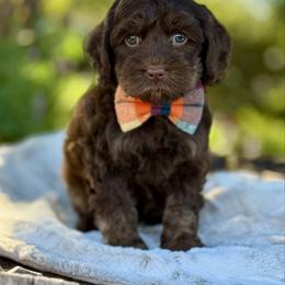 Green - Chocolate male Australian Labradoodle puppy in Anderson, California from Shaggy Doodles