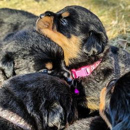 Rottweiler Puppies from Grohn Grown Rottweilers