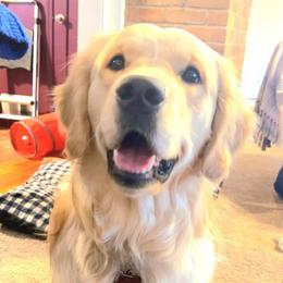 Mudd - Golden Retriever