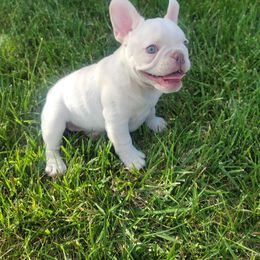 French Bulldog Puppies from Grand Frenchies