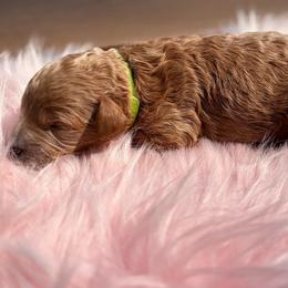 Aramis - Apricot male Poodle puppy in Bremerton, Washington from Lincoln Luxe Poodles