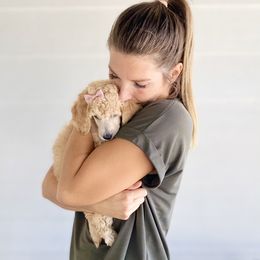 Bernedoodle, Goldendoodle, and Poodle Puppies from Central Valley Canine Companions