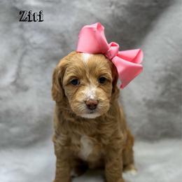Ziti - Apricot female Goldendoodle puppy in Williamson, New York from Lakeside Doodles