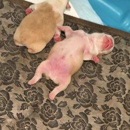 Small cream boy - Black and white male Boston Terrier puppy in Madera Acres, California from Muggin Bostons Terriers and Mini Dachshund