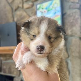 Bubbles girl 4 - Sable and white female Shetland Sheepdog puppy in Catawba, North Carolina from Candescent Shetland Sheepdogs