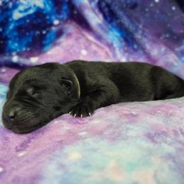 Helios - Black male Shiloh Shepherd puppy in Seville, Ohio from Nocturnal Farm Shiloh Shepherds