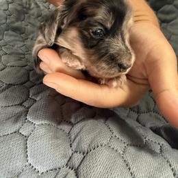 Lucy - Dapple female Dachshund puppy in Ramona, Oklahoma from Schmitt Dachshunds