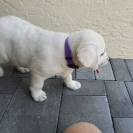 Labrador Retriever Puppies from Lady M Labradors