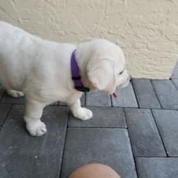 Labrador Retriever Puppies from Lady M Labradors