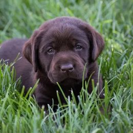 Labrador Retriever Puppies from Meritrust Labradors