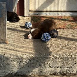 Border Collie Puppies from Athena’s Collies