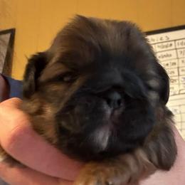 Girl 2 - Black gold and white female Shih Tzu puppy in Augusta, Maine from Zulas Shih Tzu of Maine