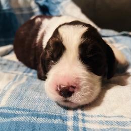 Bolden - Liver and white male English Springer Spaniel puppy in Liverpool, Pennsylvania from Breezy Acres Stock & Sporting Dogs
