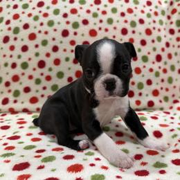 Jaylyn - Black and white female Boston Terrier puppy in Hanover, Pennsylvania from Eastview Boston Terriers