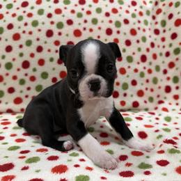 Jaylyn - Black and white female Boston Terrier puppy in Hanover, Pennsylvania from Eastview Boston Terriers