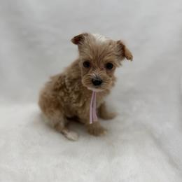 Light purple - Apricot female Maltipoo puppy in Turlock, California from 209PuppiesCaliforniaMaltipoo