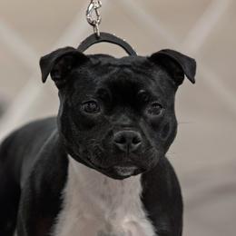 Staffordshire Bull Terriers from Equinox Staffords