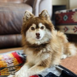 Hazel - Pomsky