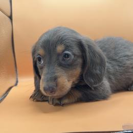 Orín - Gray (blue) and tan male Dachshund puppy in Barstow, California from Kindle & Burrow Dachshunds