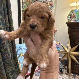 Boy 3 - Red  male Goldendoodle puppy in Meridian, Mississippi from Magnolia Poodles and Doodles