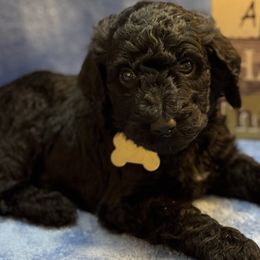 Grey Collar - Poodle puppy from Stonewick Poodles