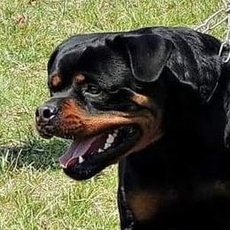 Densi - Rottweiler