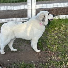Great Pyrenees All Grown Up from McCarthy Ranchette