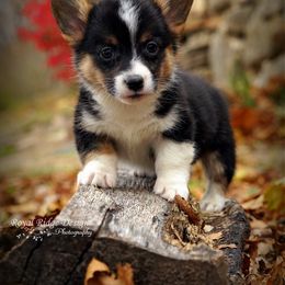 Pembroke Welsh Corgi Puppies from Royal Ridge Corgis
