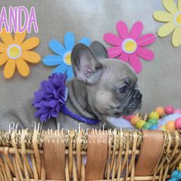 Miranda Bailey - Blue fawn female French Bulldog puppy in Loxahatchee, Florida from Blue Wonder Frenchies