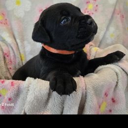 Orange Collar - Black female Cane Corso puppy in Pylesville, Maryland from Safe Haven Cane Corso